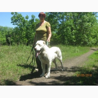 Продам взрослую собаку(Харьков) - алабай