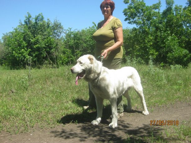 Фото 2. Продам взрослую собаку(Харьков) - алабай