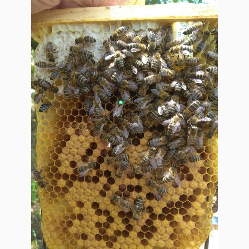 Фото 8. Бджоломатки Карніка плідні