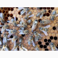 Бджоломатки Карніка плідні