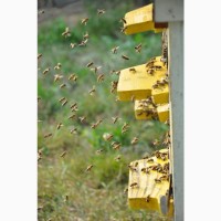 Бджолопакети 2020