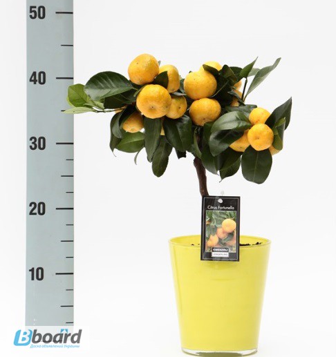 Фото 2. Комнатные растения: мандариновое и лимонное дерево