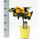 Комнатные растения: мандариновое и лимонное дерево