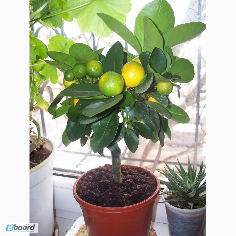Фото 3. Комнатные растения: мандариновое и лимонное дерево