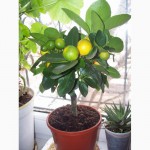 Комнатные растения: мандариновое и лимонное дерево