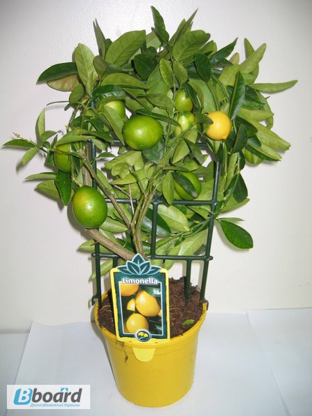 Фото 4. Комнатные растения: мандариновое и лимонное дерево
