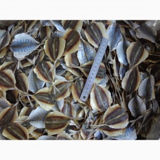 Продам крупным оптом: сушеные морепродукты от производителя