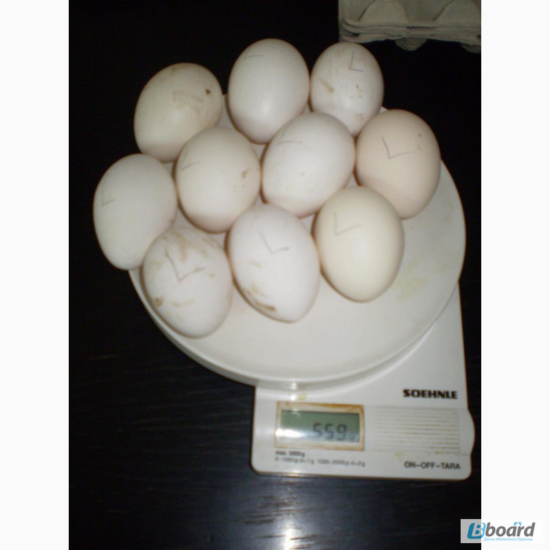 Фото 3. Инкубационное яйцо несушки