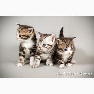 Американские короткошерстные котята. Редкая и изумительная порода