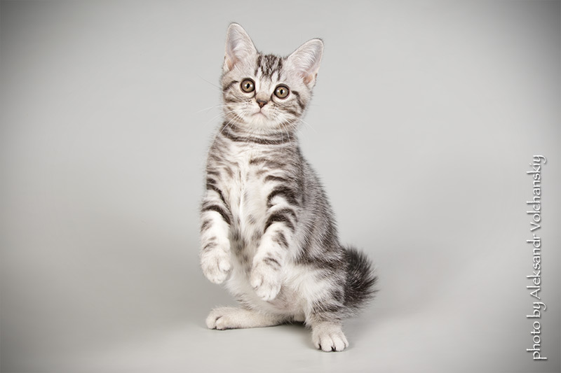 Фото 2. Американские короткошерстные котята. Редкая и изумительная порода