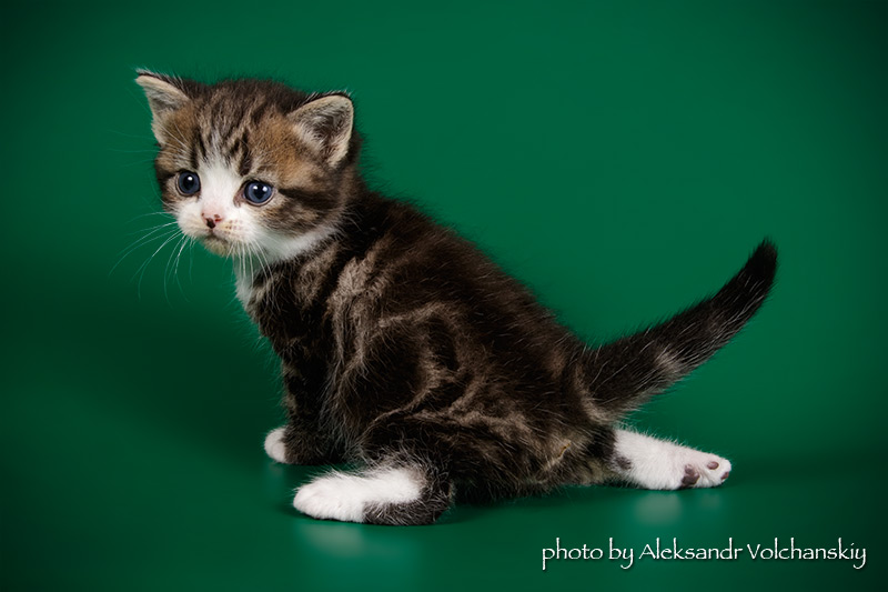 Фото 3. Американские короткошерстные котята. Редкая и изумительная порода