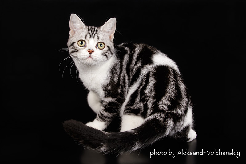 Фото 4. Американские короткошерстные котята. Редкая и изумительная порода