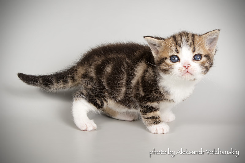 Фото 5. Американские короткошерстные котята. Редкая и изумительная порода