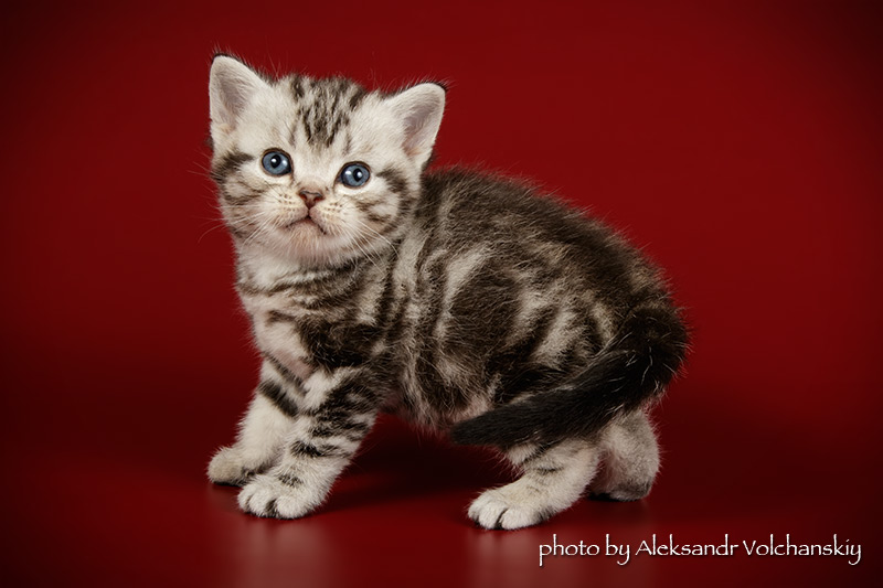 Фото 6. Американские короткошерстные котята. Редкая и изумительная порода