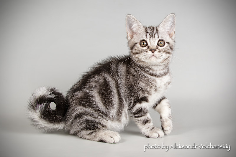 Фото 7. Американские короткошерстные котята. Редкая и изумительная порода