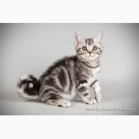 Американские короткошерстные котята. Редкая и изумительная порода