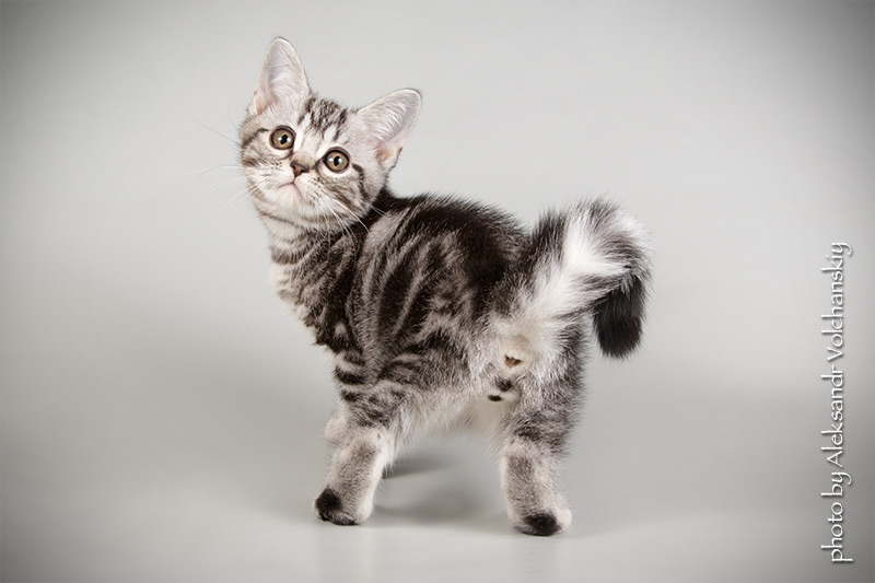 Фото 8. Американские короткошерстные котята. Редкая и изумительная порода