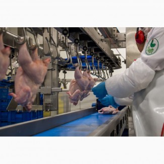 Рабочий на куриный мясокомбинате в Польшу