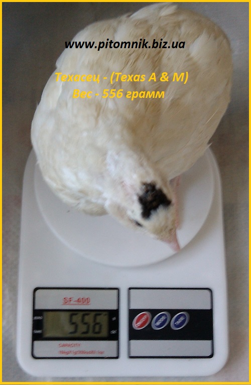 Фото 2. Яйца инкубационные порода Техасский белый - утяжеленный бройлер (США)