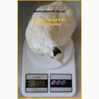 Яйца инкубационные порода Техасский белый - утяжеленный бройлер (США)