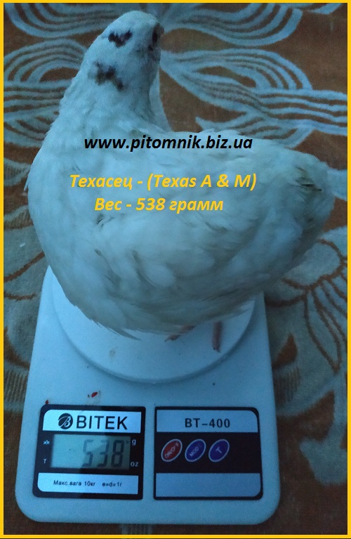 Фото 4. Яйца инкубационные порода Техасский белый - утяжеленный бройлер (США)