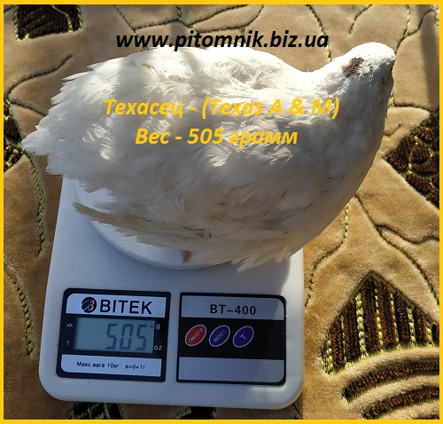 Фото 6. Яйца инкубационные порода Техасский белый - утяжеленный бройлер (США)