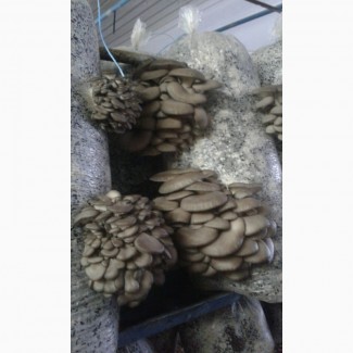 Продам грибы вешека оптом, вешенка Харьков