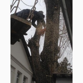 Резка деревьев кронированние Киев