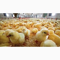 Продам Инкубационное яйцо бройлера. Кобб 500, Роос 308 и Рос 708