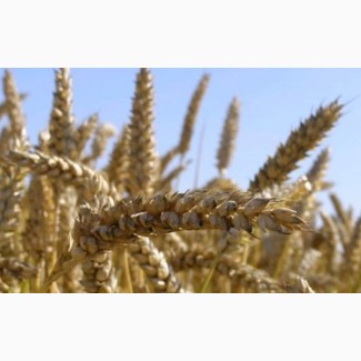 Семена озимой пшеницы Лира Одесская