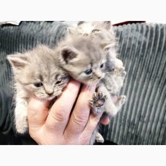 Котята малыши