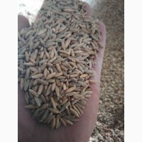 Продам жито 2 класу 500 тон