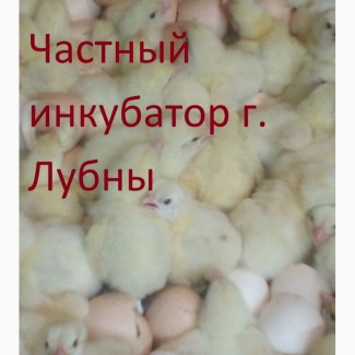 Суточные цыплята бройлера КОББ 500 и др. видов птицы