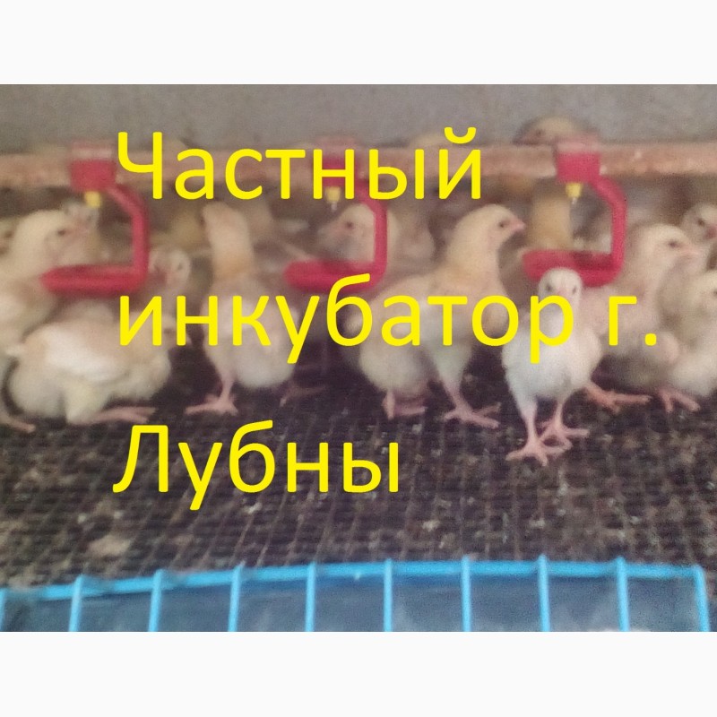 Фото 5. Суточные цыплята бройлера КОББ 500 и др. видов птицы