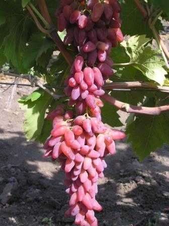 Фото 3. Продам виноградник