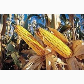Семена кукурузы ДКС 4178 ФАО 330 (DKC 4178)