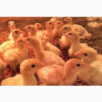 Продам індичат Біг-6 (Важкий КРОС)
