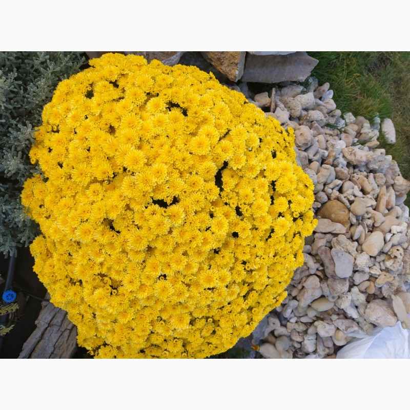 Фото 6. Хризантема шаровидная в асортименте