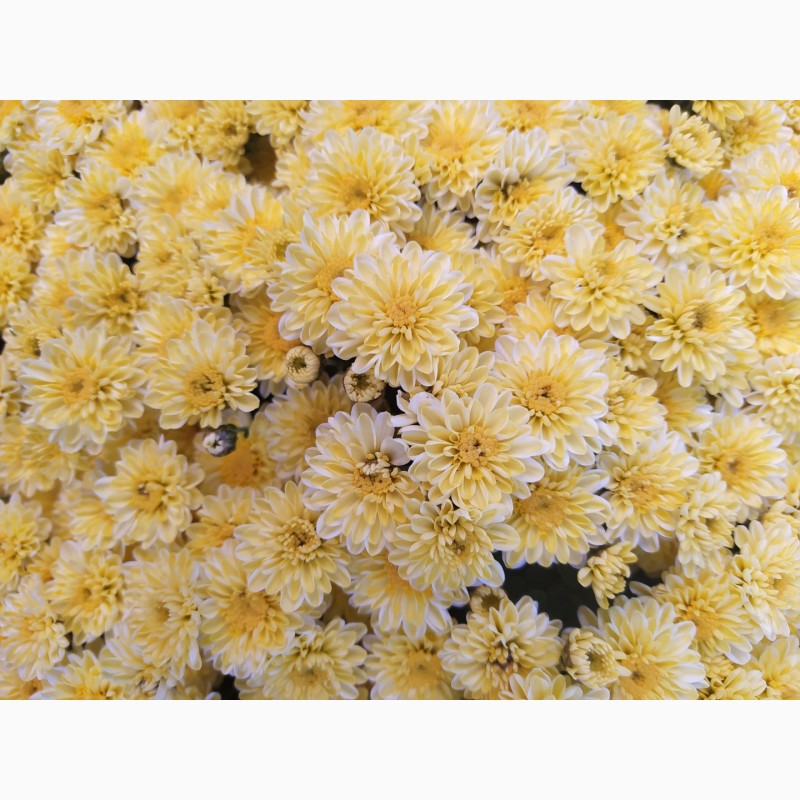 Фото 2. Хризантема шаровидная в асортименте
