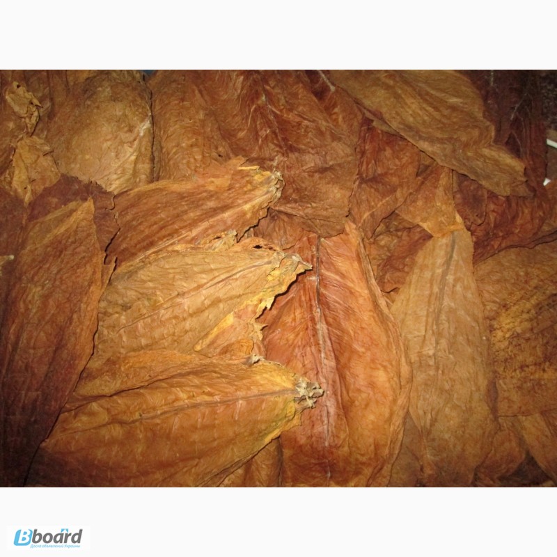 Фото 4. Табак Вирджиния ферментированный нарезан лапша 1-2мм