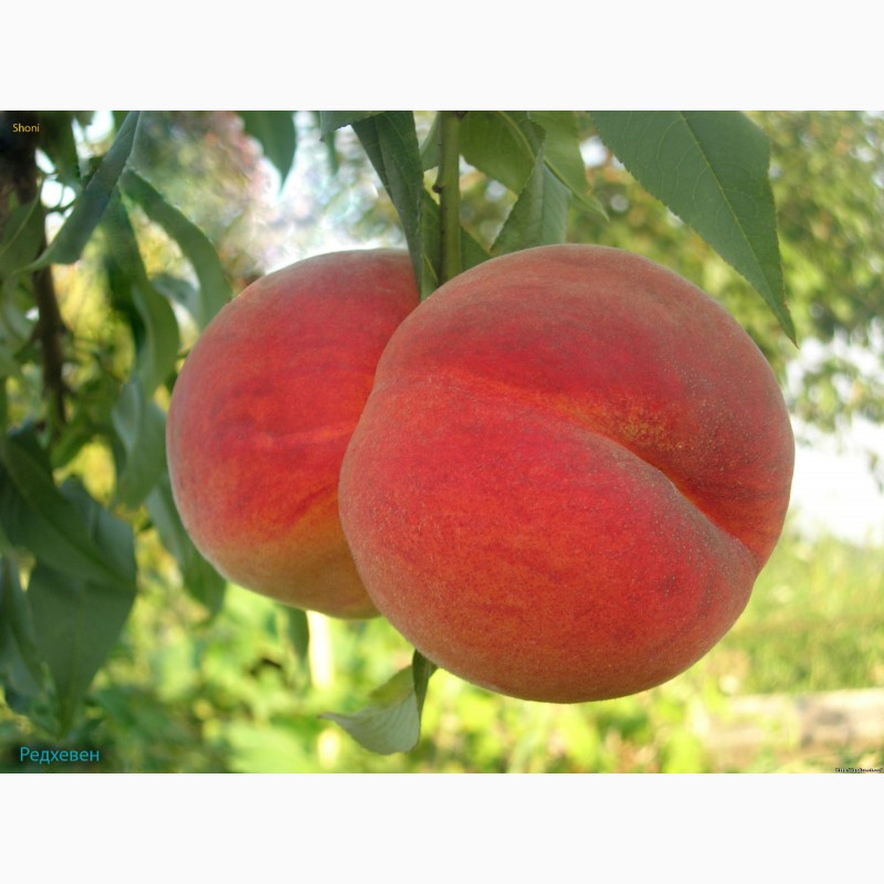 Фото 9. Саженцы плодовых и ягодных культур (Оптом и мелким оптом)