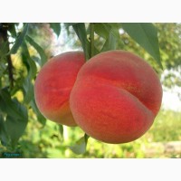 Саженцы плодовых и ягодных культур (Оптом и мелким оптом)