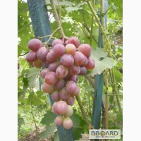 Виноград для северного виноградарства, районированные сорта, клематисы, гортензия, вейгела