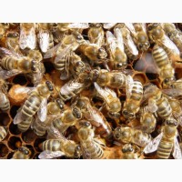 Продам Пчелопакеты в Одесской области 2020