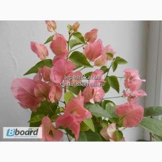Бугенвиллия Australion Pink(нежно-розовая)