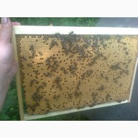 Пчеломатки Бджоломатки карпатка