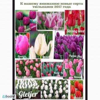 Цветы оптом, оптом тюльпаны в Луганске