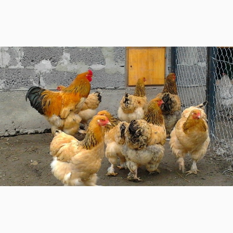 Фото 2. Брама желто-черный колумбийский окрас инкубационные яйца