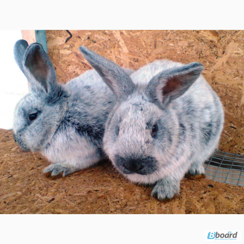 Продам кроликов породы Европейское серебро (БСС, Большое Светое Серебро, Шампань)