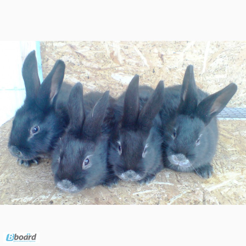Фото 3. Продам кроликов породы Европейское серебро (БСС, Большое Светое Серебро, Шампань)